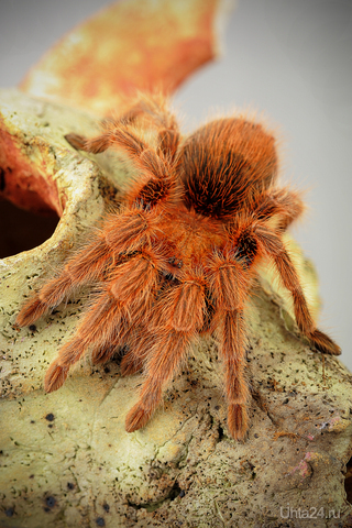 Grammostola rosea Red 
  