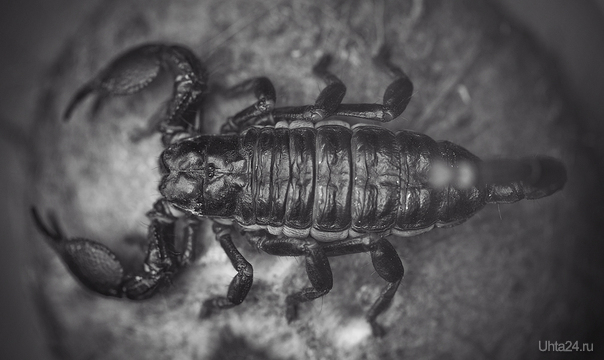 pandinus imperator
female  