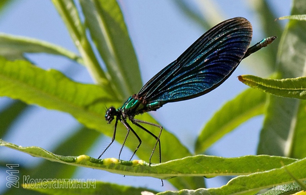 Инопланетянка 
(красотка тёмнокрылая-лат.Calopteryx virgo  Ухта