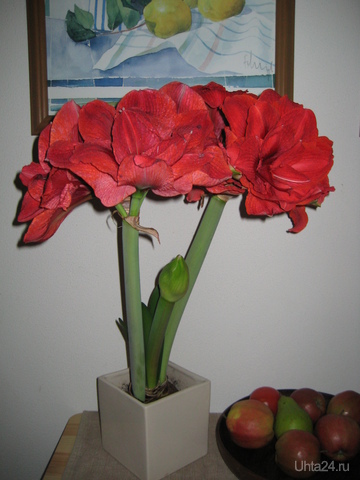 amaryllis  