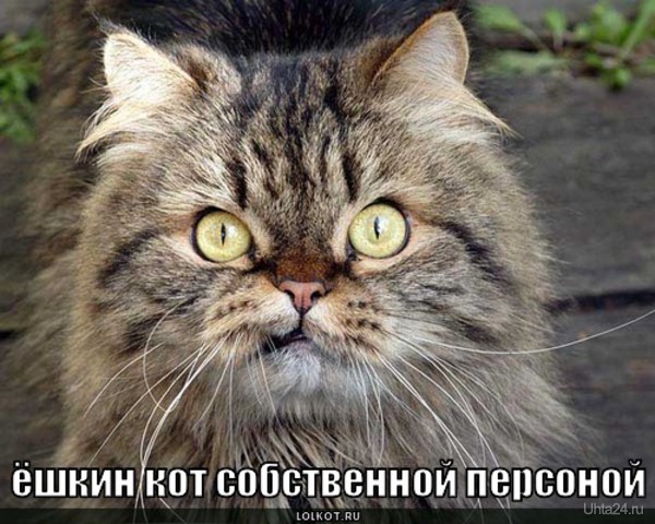 Ёшкин кот  Ухта