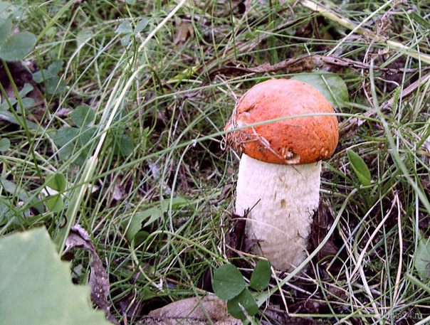 Одинокий гриб  Ухта