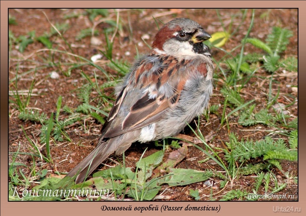     Passer domesticus  