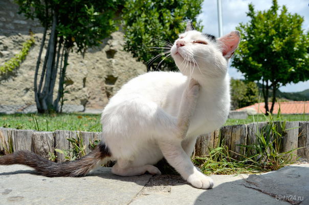 Монастырский котя. Греция   Ухта