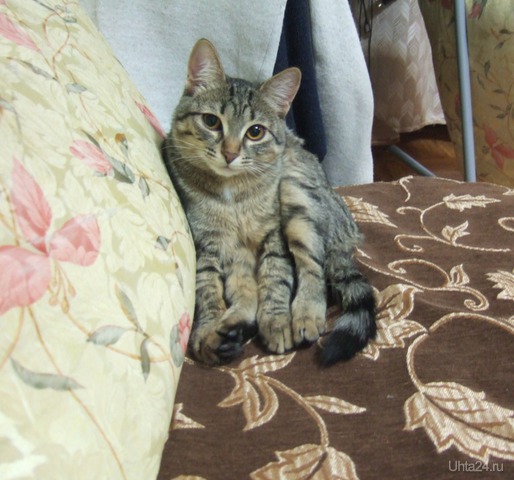 Кошка - осминошка  Ухта
