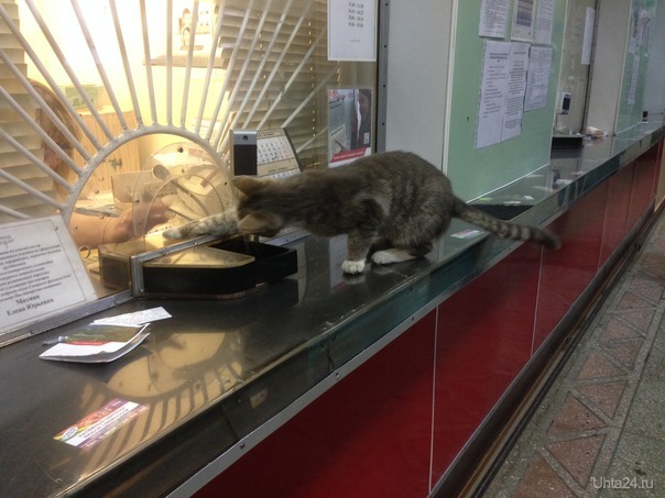 Котлас, железнодорожные кассы, покупка билета Питомцы Ухта