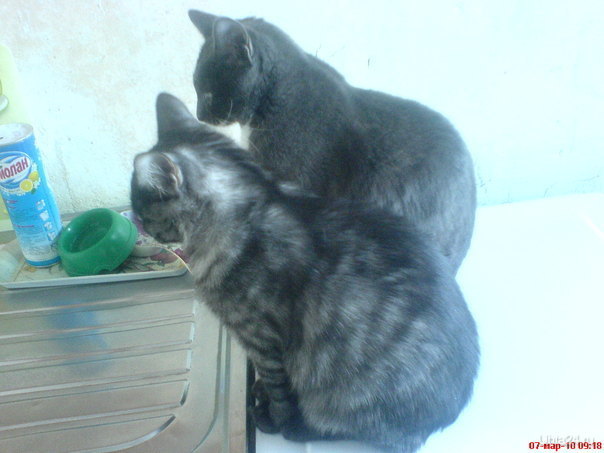 мои кошки  Ухта