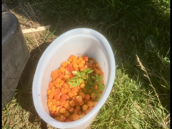 Лесная вкусняшка. Маловато правда. В лесу жарища и гнус ее охраняют))))  Ухта