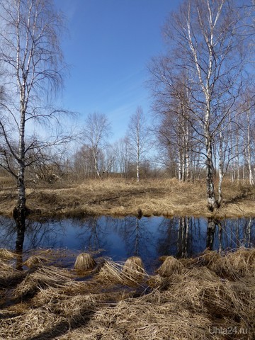 Люблю отражение деревьев в воде! Природа Ухты и Коми Ухта