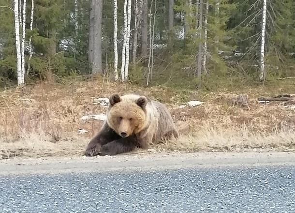 Охотникам удалось отогнать в лес медведя, обосновавшегося в районе 185 километра трассы Сыктывкар - Ухта