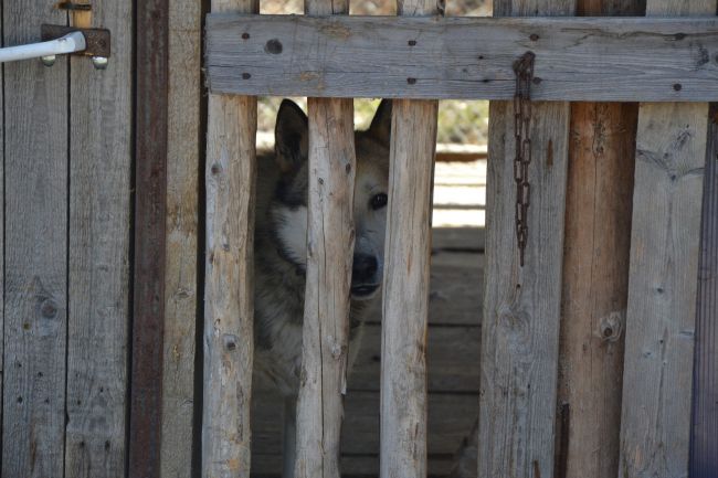 В Ухте под окнами домов по проспекту Зерюнов и улице Тиманская построили вольеры для собак